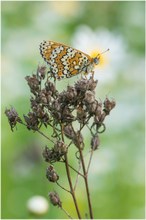 Wegerich-Scheckenfalter (Melitaea cinxia)