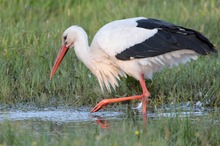 Weissstorch