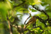 Leben im alten Apfelbaum