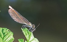 Gebänderte Prachtlibelle