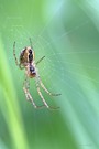 Herbstspinne