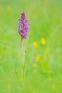 Orchidee - Knabenkraut