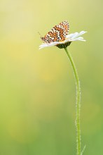 Bilder, die die Natur malt