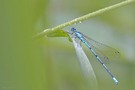 Blaue-Libelle