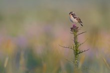 in der blumenwiese