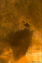 Purpurreiher Jungtier im goldenen Morgennebel