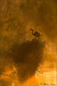 Purpurreiher Jungtier im goldenen Morgennebel