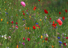 Sommer-Blumen-Wiese