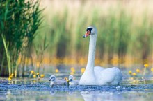 Familie Höckerschwan