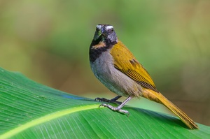 Buntkehlsaltator Costa Rica