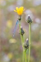 Kleine Libelle auf großer Wiese