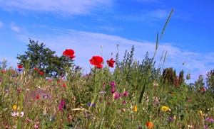 Noch ein Gruß von der Blumenwiese..