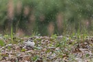 Flussregenpfeifer mit Küken