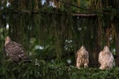 Eine frisst...zwei haben Hunger...eine fliegt!