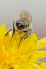 Biene bei der Arbeit