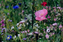 Rosa Mohn