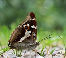 Grosser Schillerfalter, Apatura iris