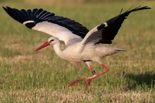 Weissstorch