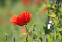 Mohn