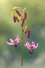 ~ Türkenbundlilie im Waldlicht ~