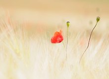 Mohn macht Spaß