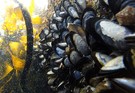 Black mussels