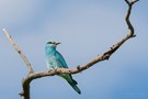 Blauer Vogel vor blauem Himmel