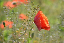 Mohn