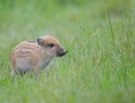 Wildschweinferkel