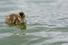 10 cm kleine Baby Stockente