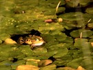 der Frosch im Teich