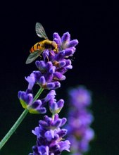 Schwebfliege auf Lavendelblüte