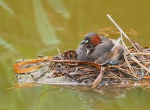 Zwergtaucher im Nest (2)