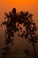 Der frühe Vogel