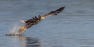 Seeadler Zugriff