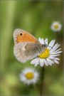 Besuch beim Gänseblümchen