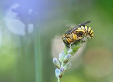 Anthidium florentinum an Lavendel