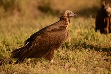 Monchsgeier