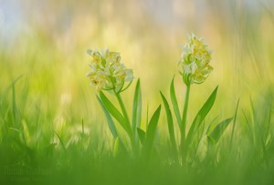 Dactylorhiza sambucina