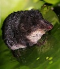Die Wasserspitzmaus: klein, süß und giftig