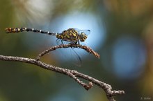 Zangenlibelle aus dem Schlaubetal....