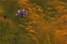 Kornblume im allerletzten Sonnenlicht