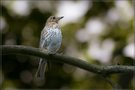 Der Sänger - warten auf den Einsatz -