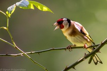 Der Vogel des Jahres...
