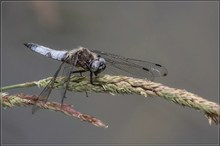 Männliche Spitzenflecklibelle