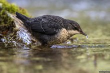 Der Wassertropfen