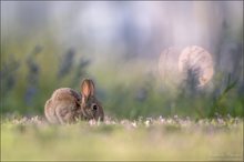 ~ wild rabbit ~
