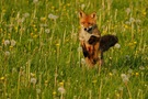 Springing Fox