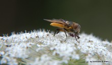 Schwebfliege