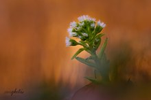 Petasites Albus